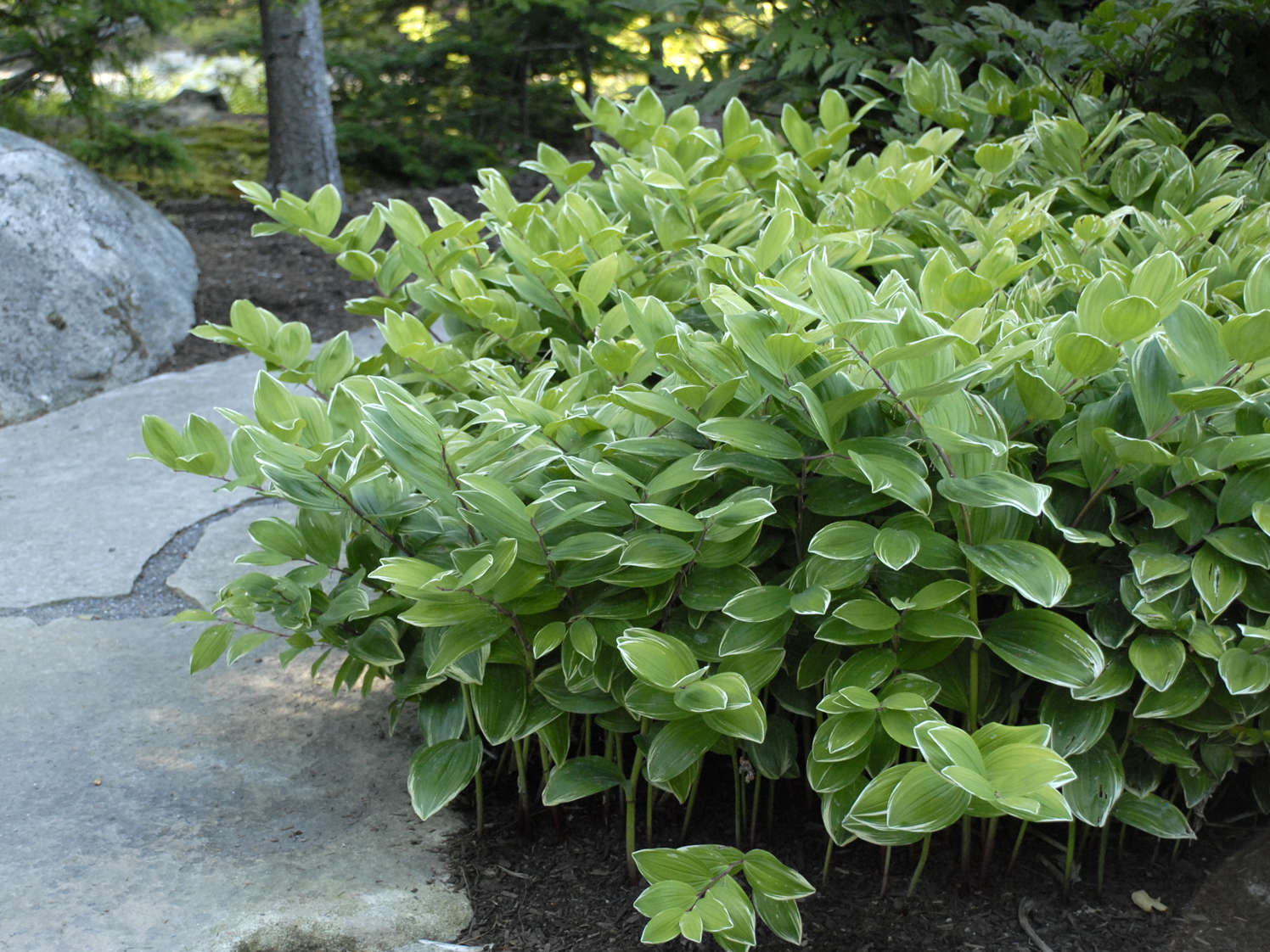  2013 Perennial Plant of the Year — Polygonatum <i>o.</i> 'Variegatum'