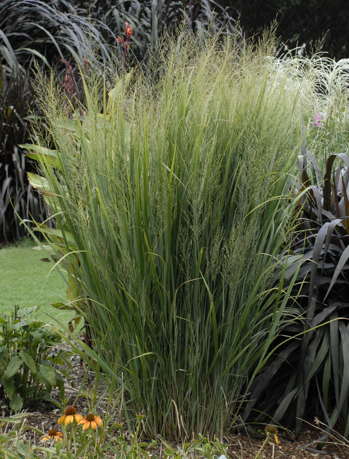 Panicum <i>v.</i> 'Northwind'