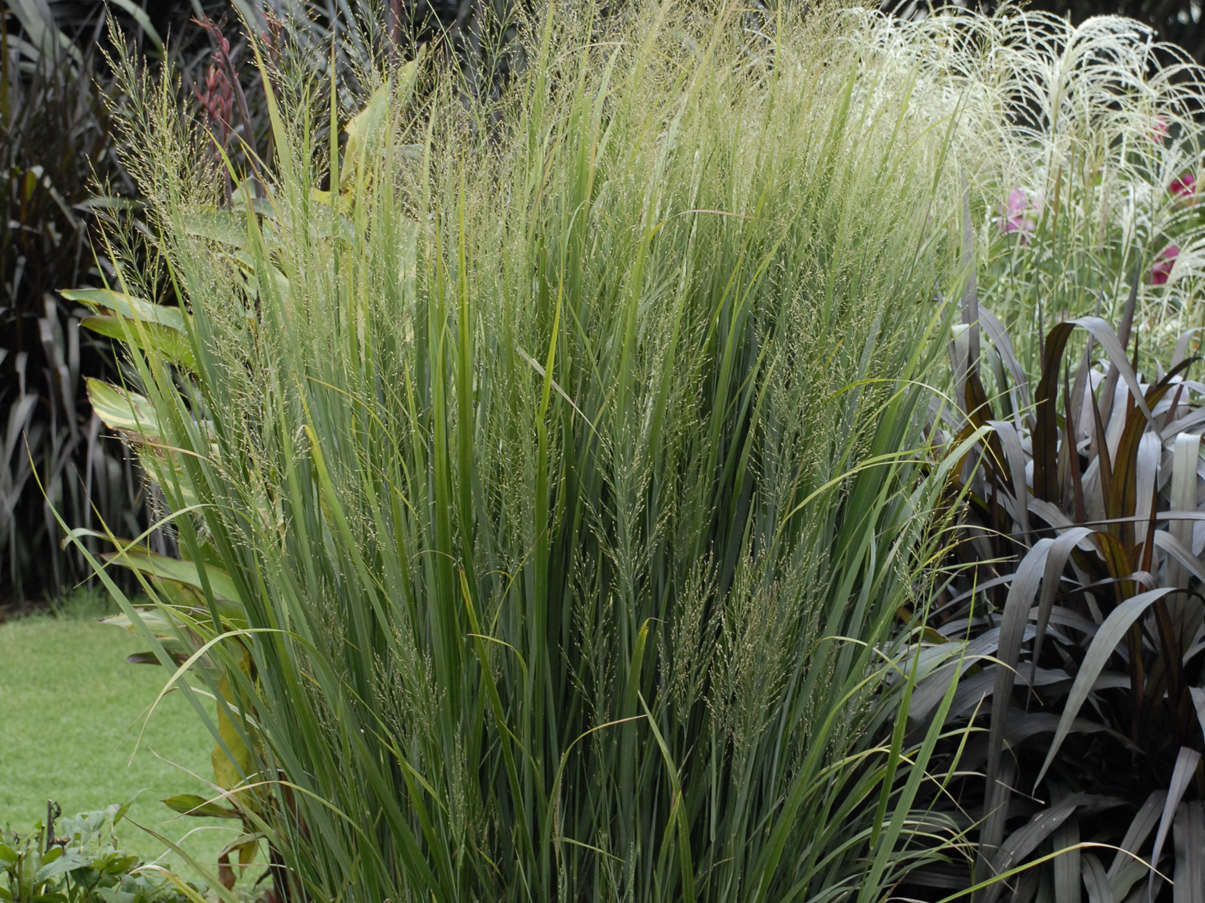  2014 Perennial Plant of the Year — Panicum <i>v.</i> 'Northwind'