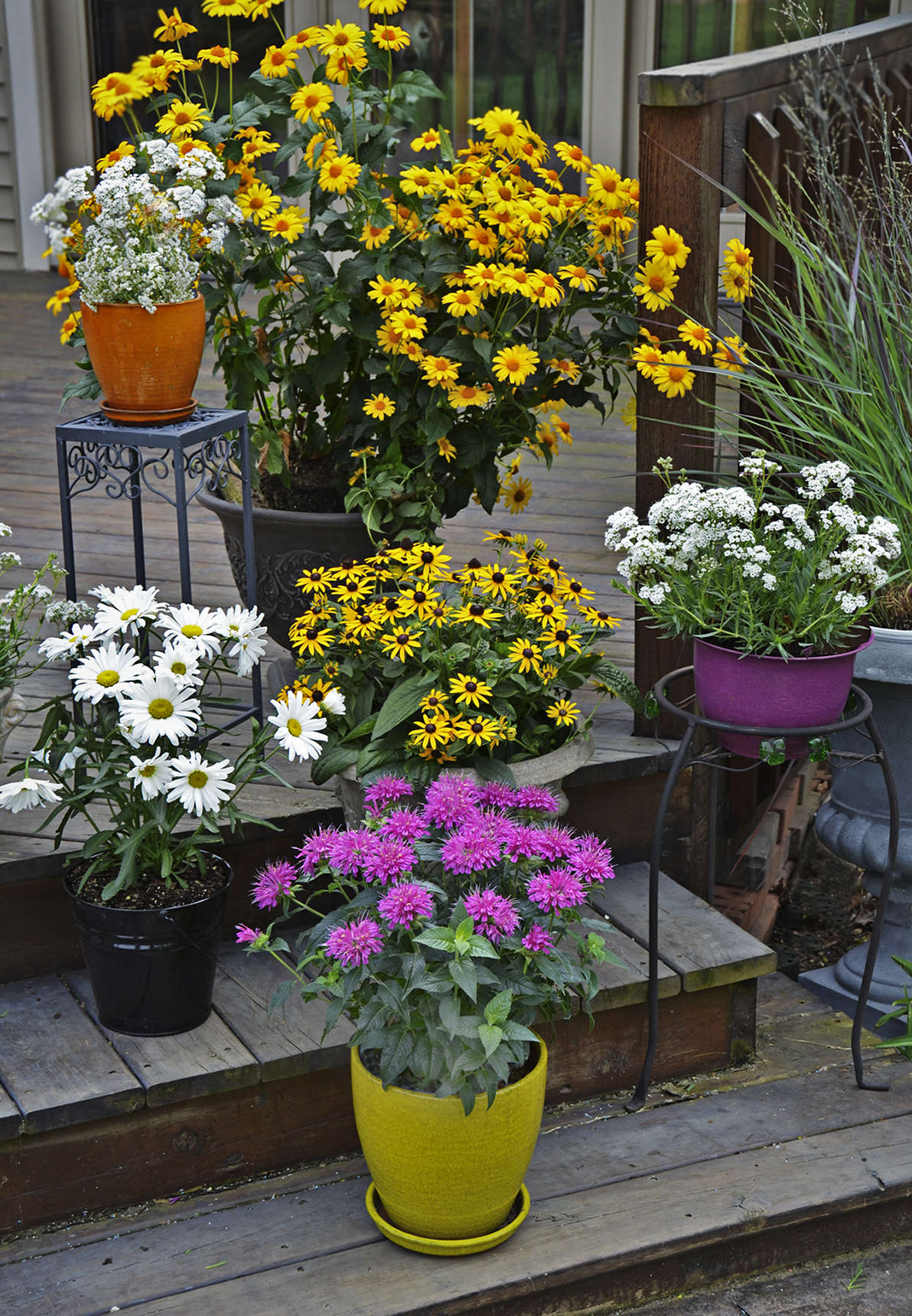 The Complete Guide to Growing Perennials in Containers