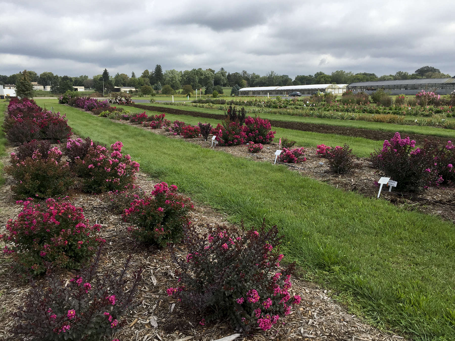 Hybridizers & Breeding Programs