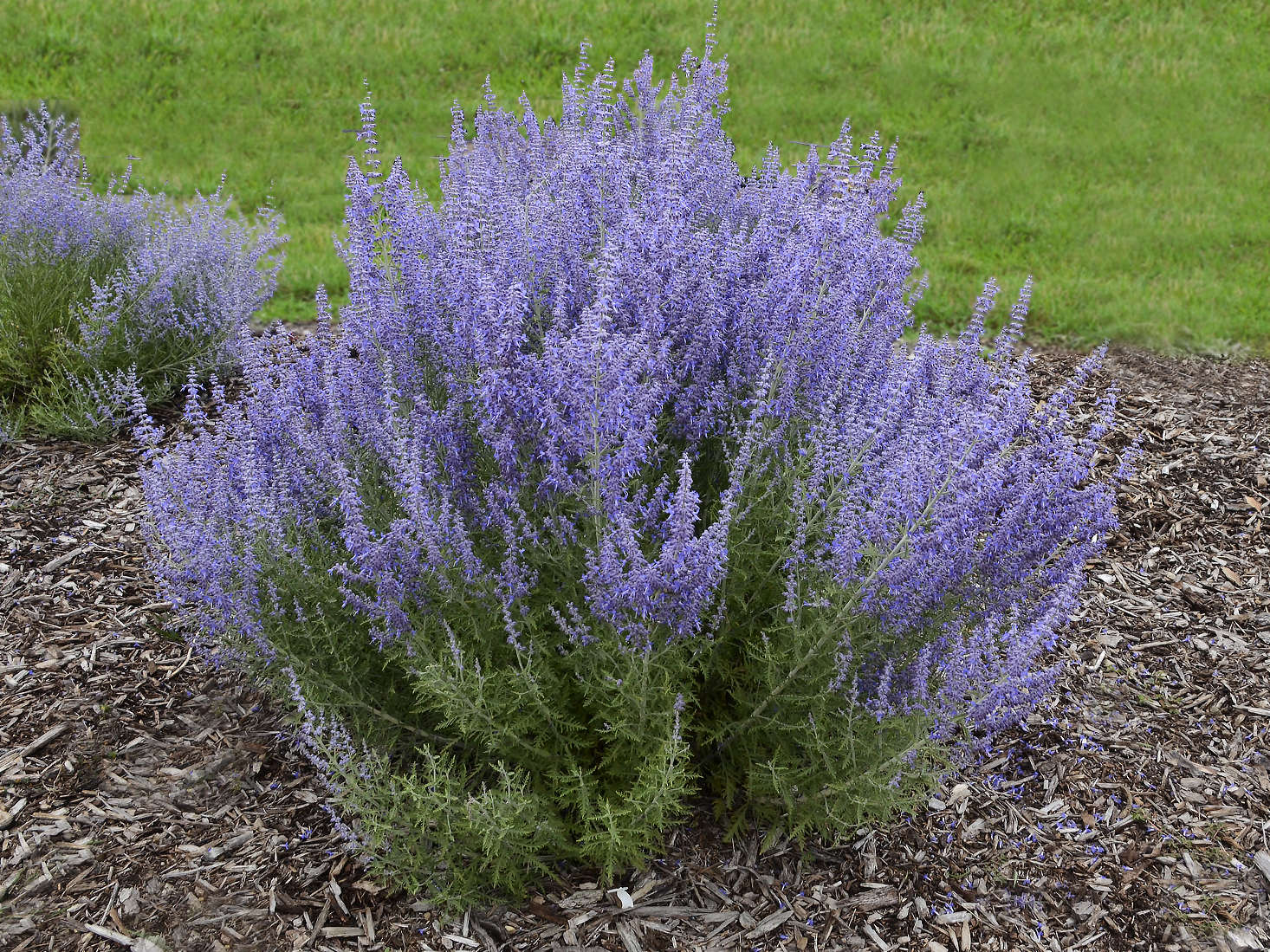 Growing Awesome Russian Sage from Bare Root