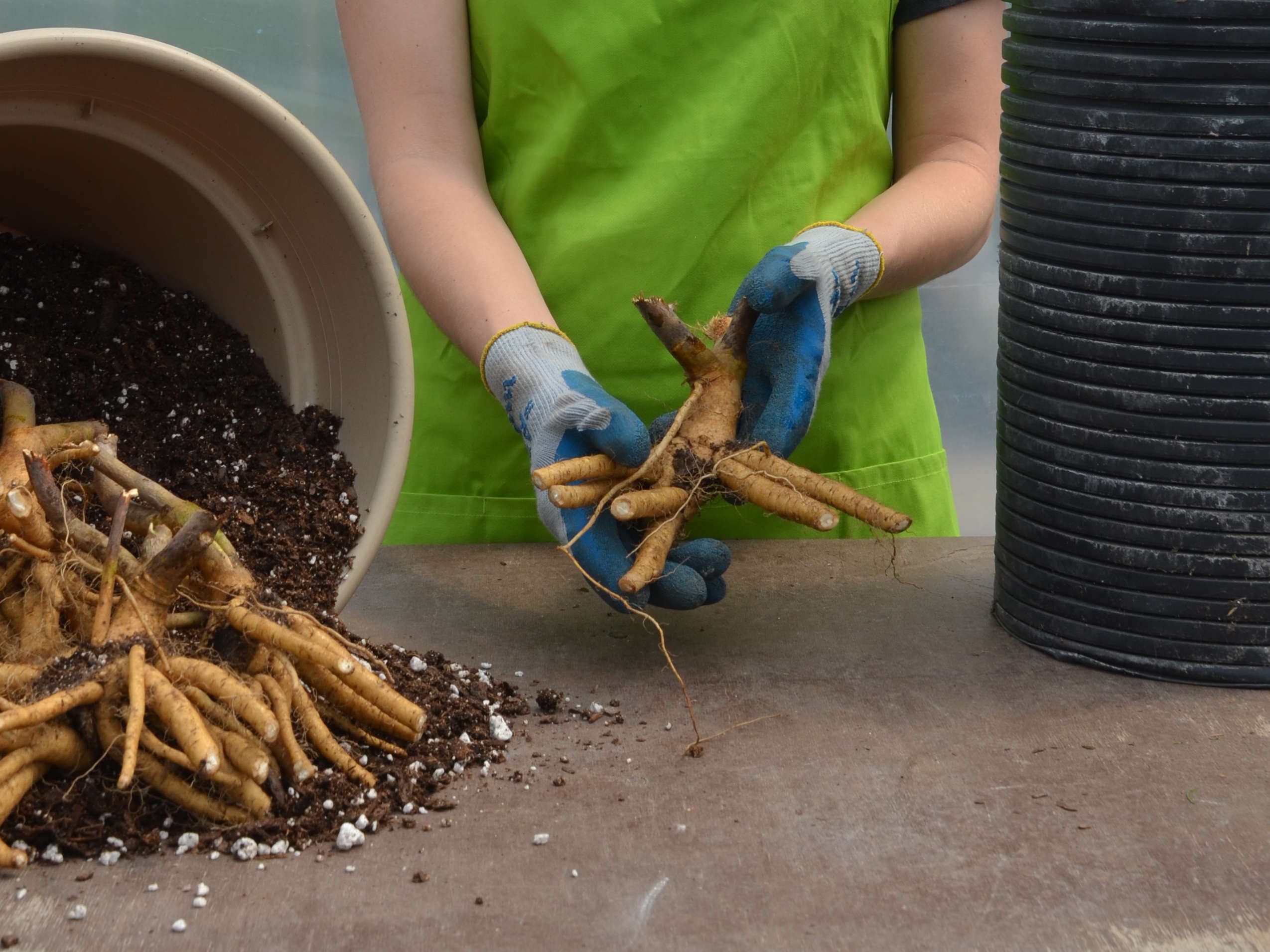 What are some tips for growing bare-root plants?