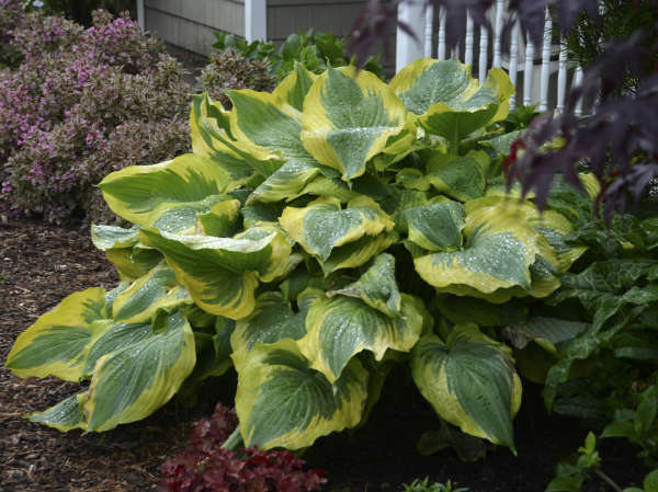 Premium Hostas