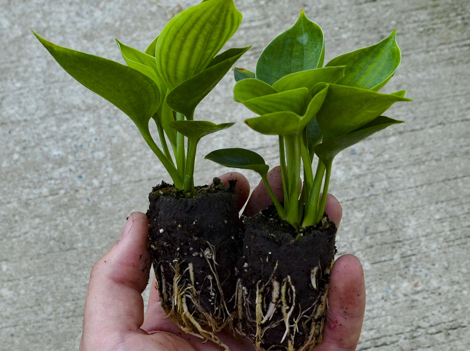 Grower Tips for Hosta Elle Plugs