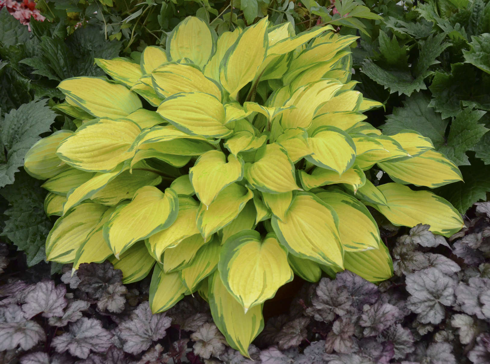 Hosta 'Island Breeze'