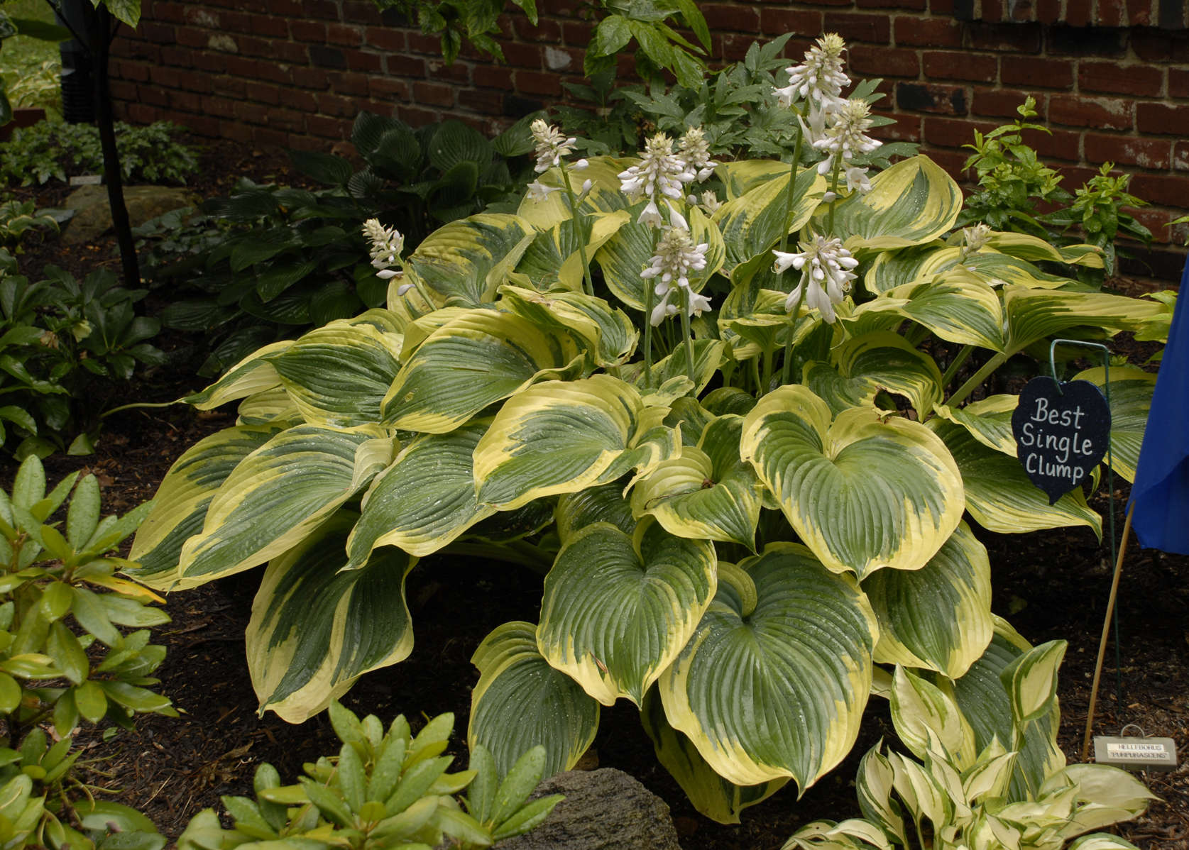 Hosta 'Earth Angel'