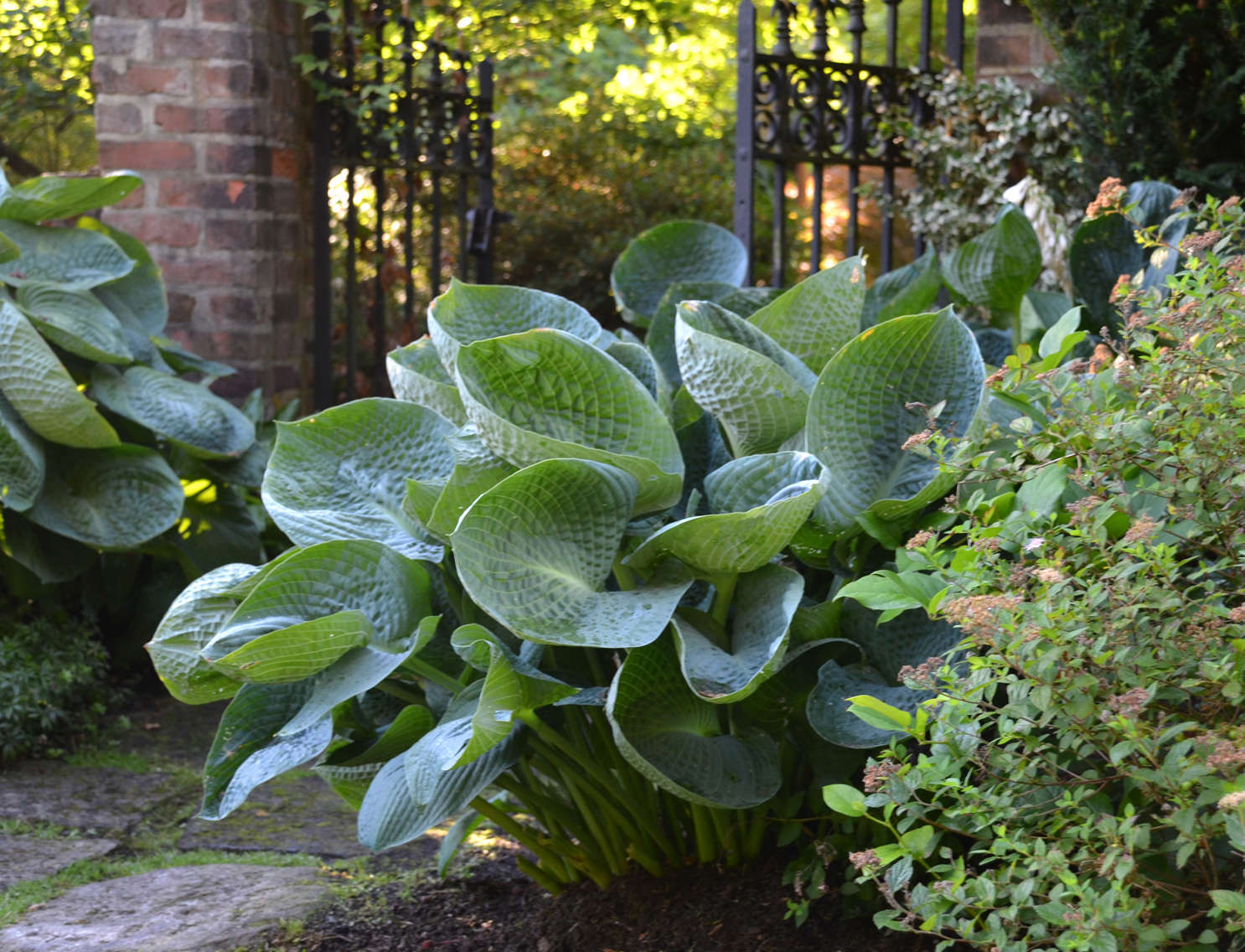 Hosta 'Abiqua Drinking Gourd'