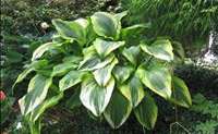 Hosta montana 'Aureomarginata'