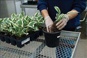 Potting Hosta Plugs