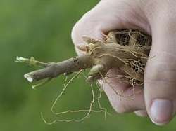 Amsonia Bare Root