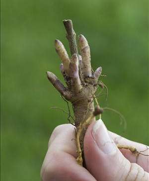 Baptisia Bare Root