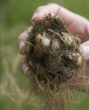 Liatris Bare Root