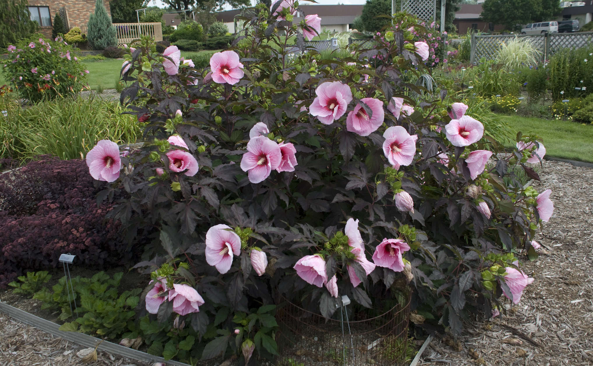 Hibiscus 'Summer Storm'