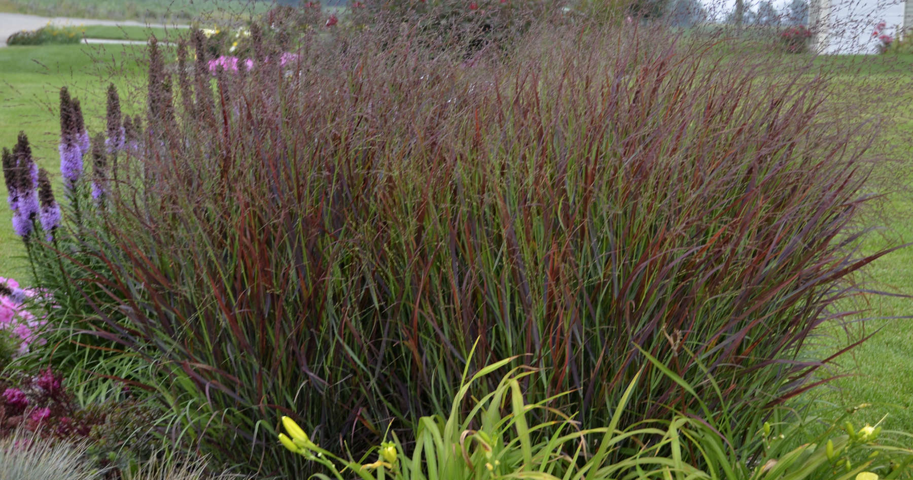 Panicum <i>v.</i> 'Cheyenne Sky'