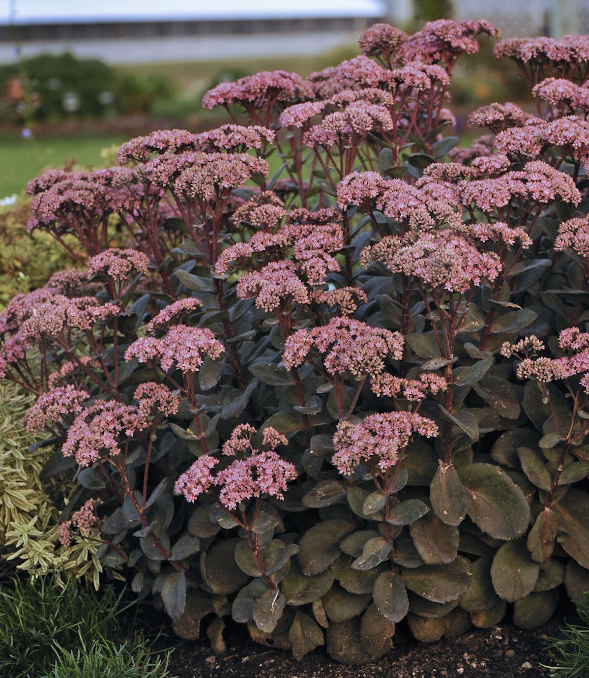 Sedum 'Maestro'