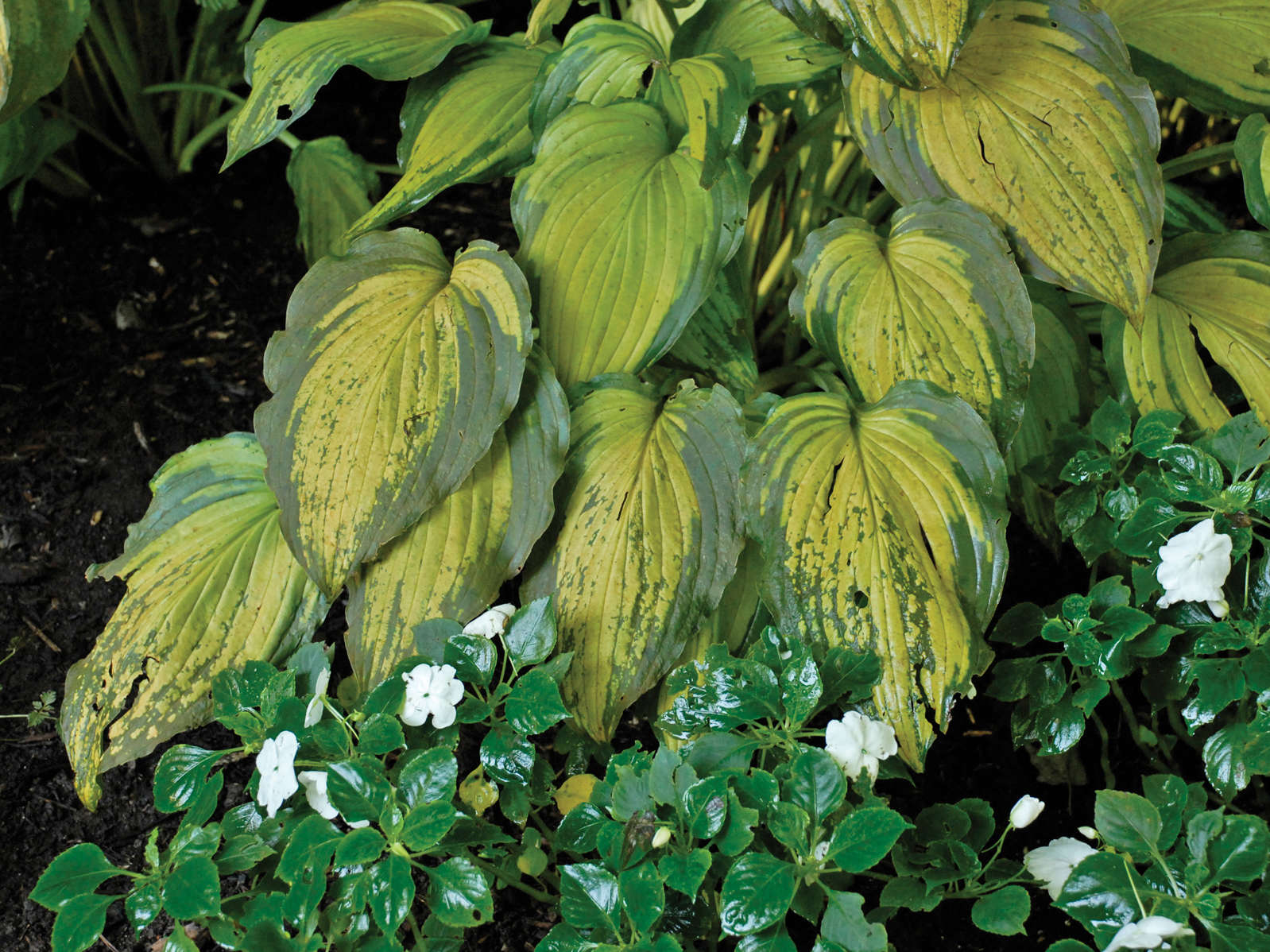 Hosta Virus X