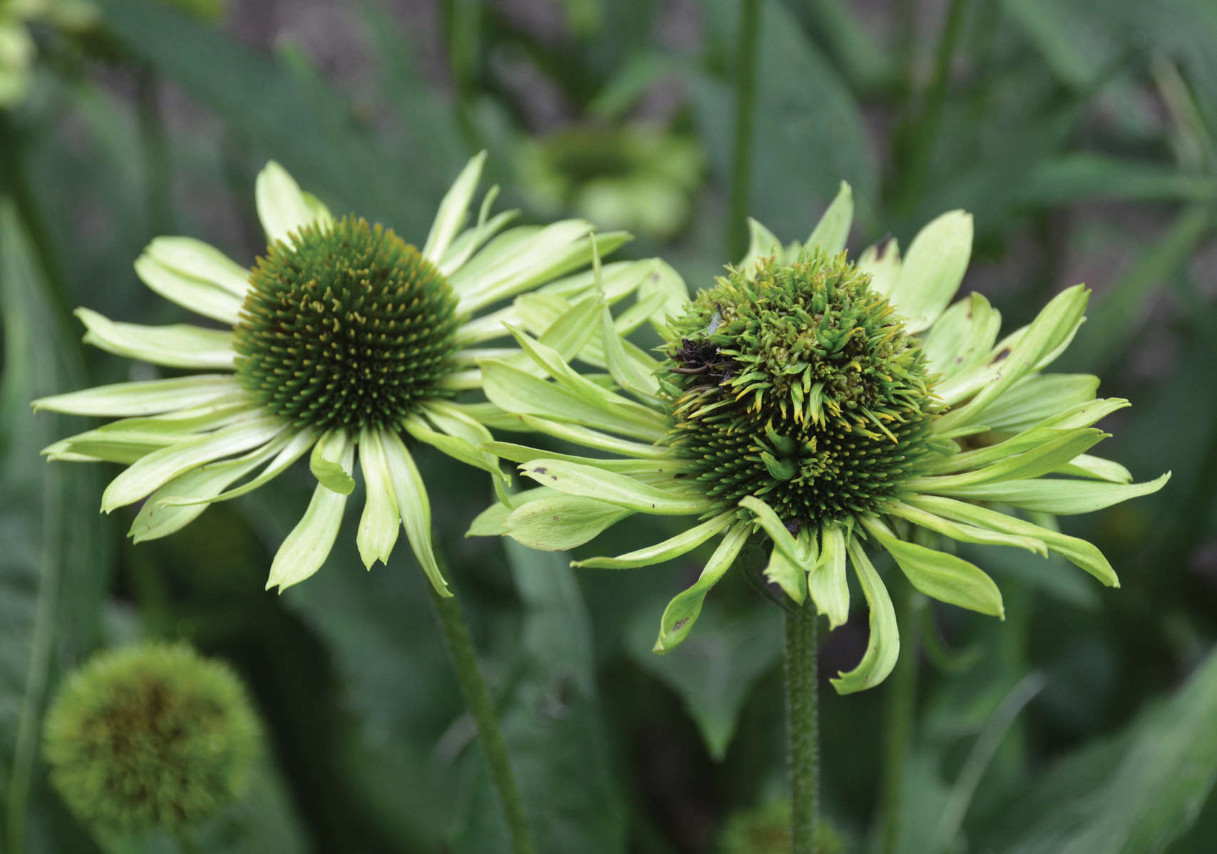 An Echinacea with Aster Yellows