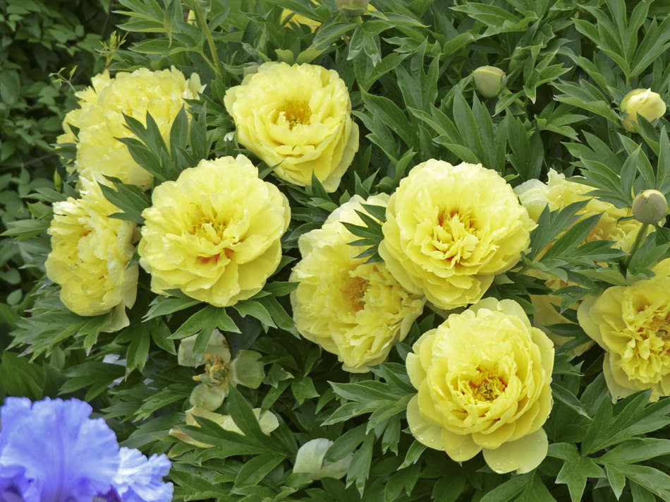 Grower Tips for Garden, Intersectional, and Tree Peonies