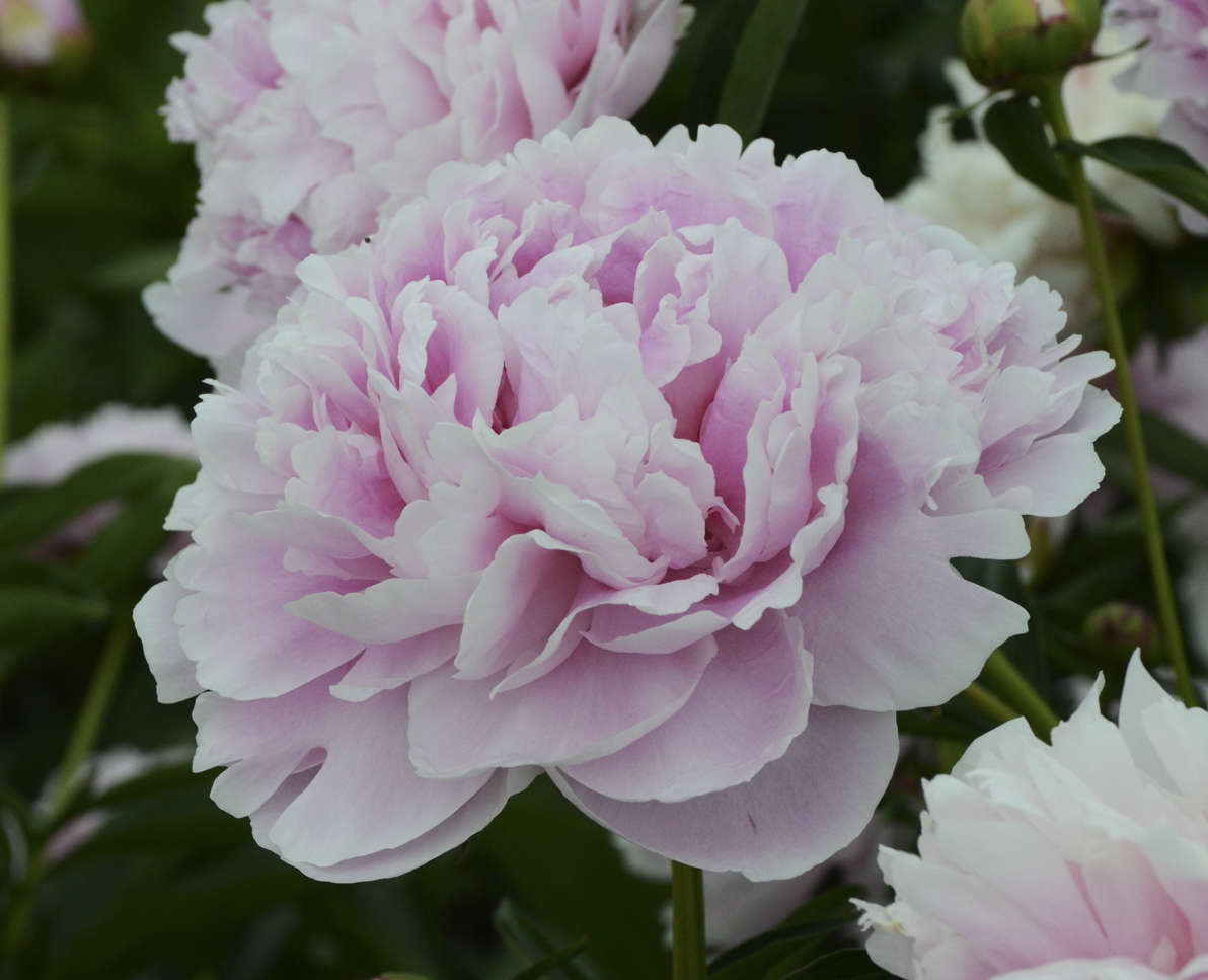 Garden Peony