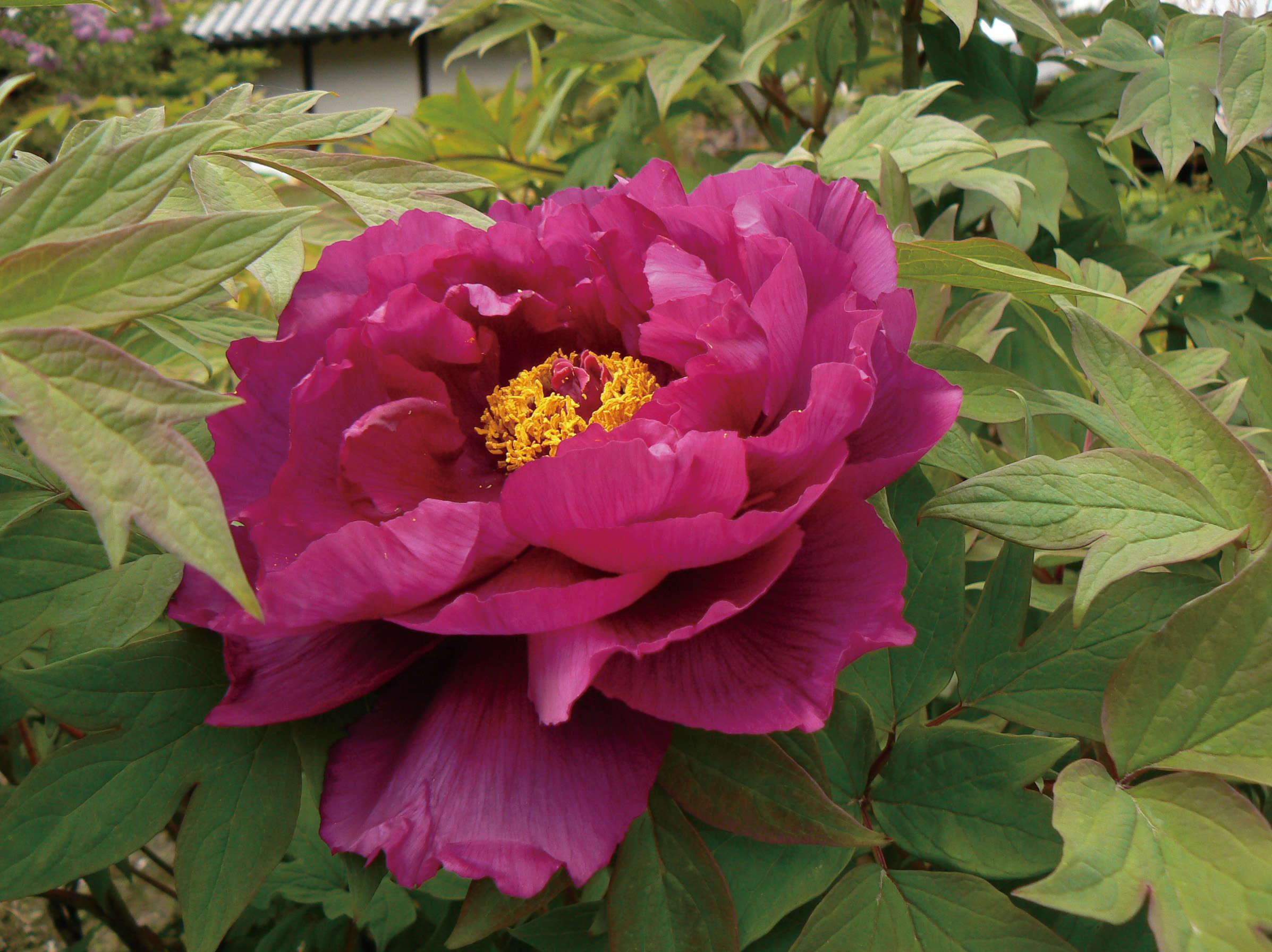 Tree Peony