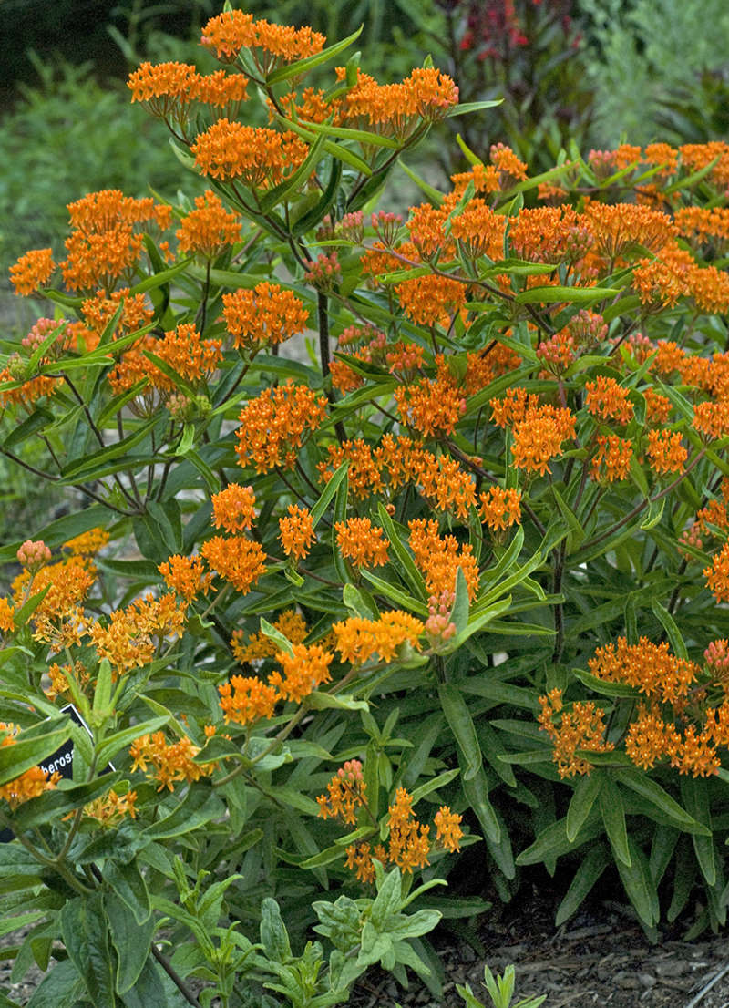 Asclepias tuberosa