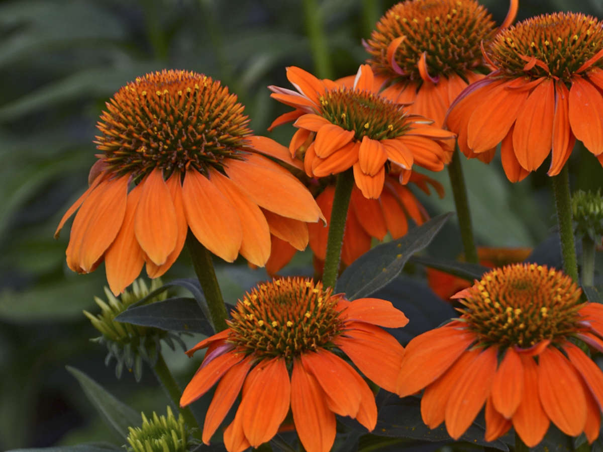 Grower Tips to Overwinter Echinacea Successfully