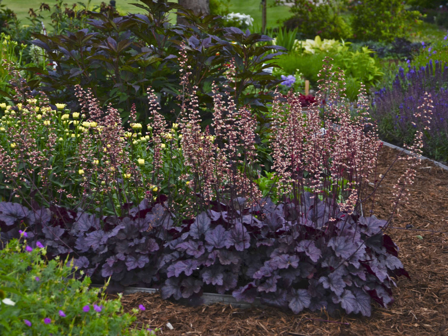 Growing Heuchera <i>villosa</i> Hybrids in a Greenhouse