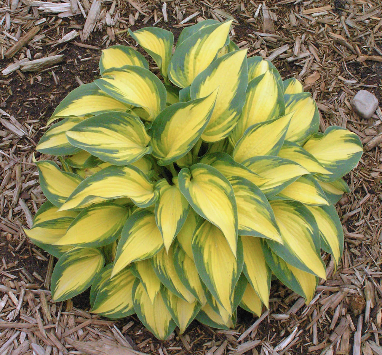 Hosta 'Remember Me'