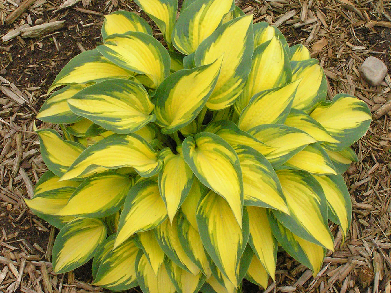 Hosta 'Remember Me' - A Plant for a Cure!