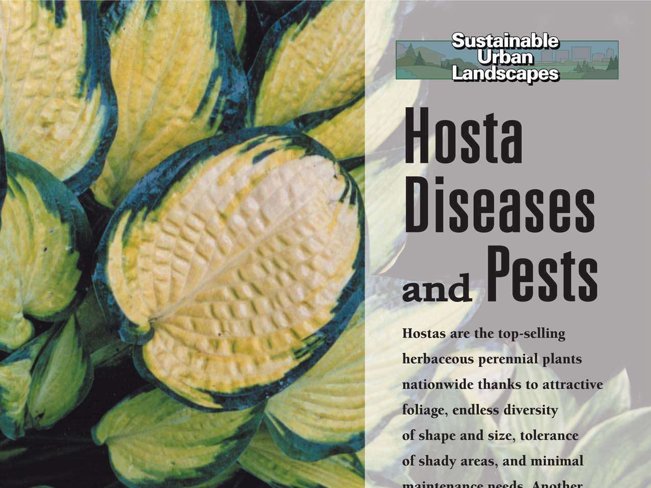 Hosta Diseases and Pests