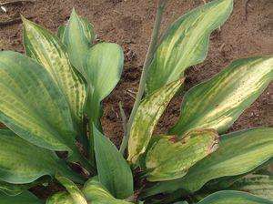 Hosta Virus Myths