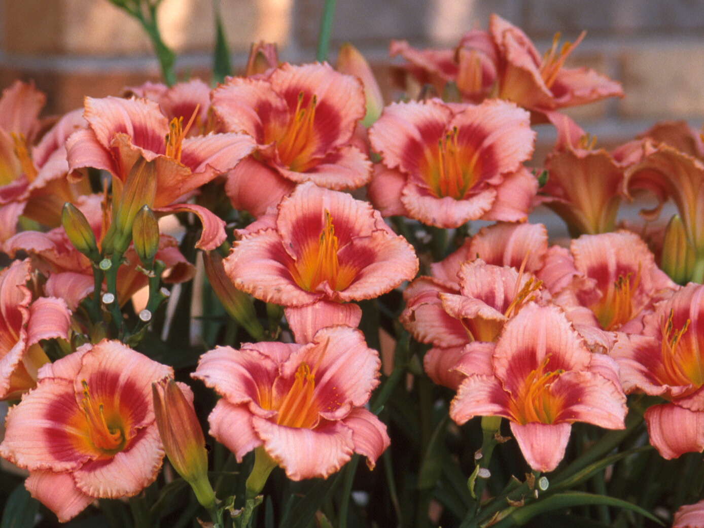 How to Force Daylilies for Spring Retail Sales