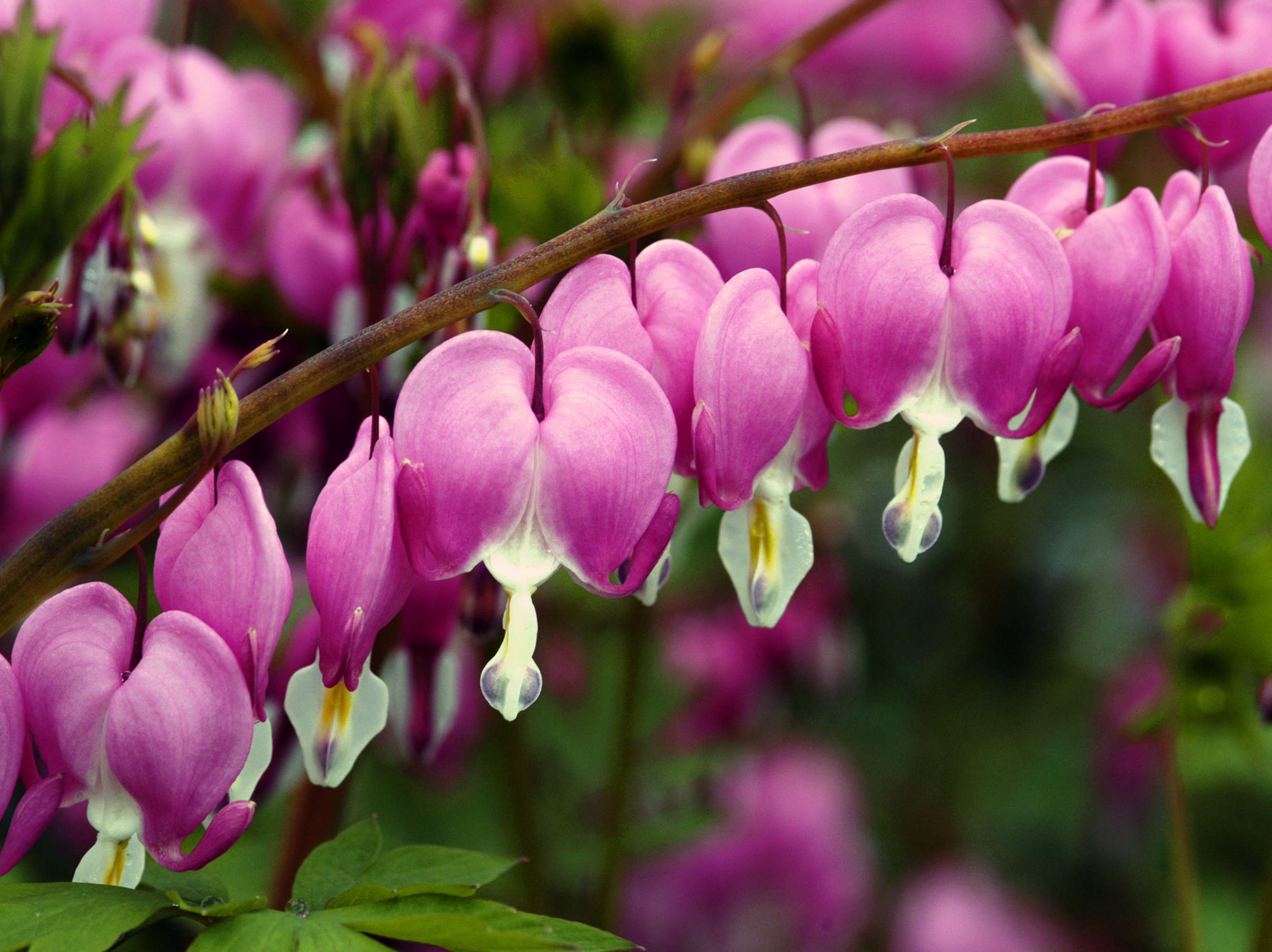 How to Force Dicentra <i>spectabilis</i> for Valentine's Day