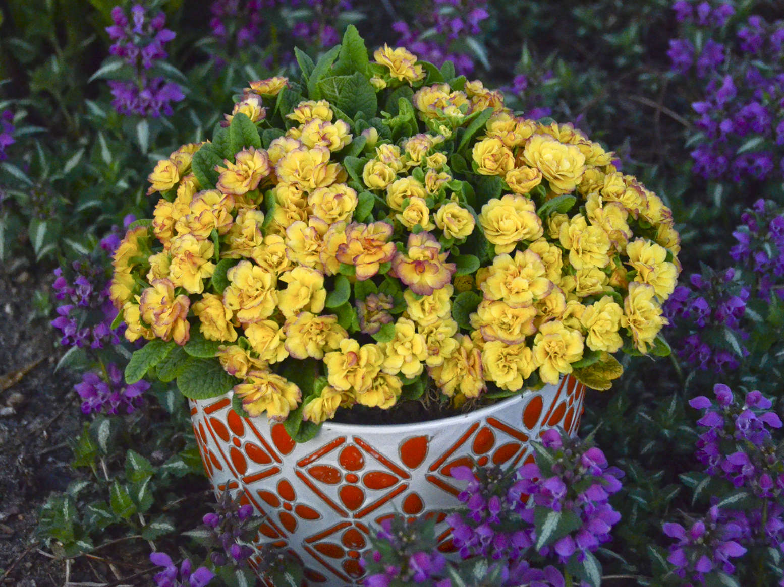 Primula BELARINA® Nectarine 