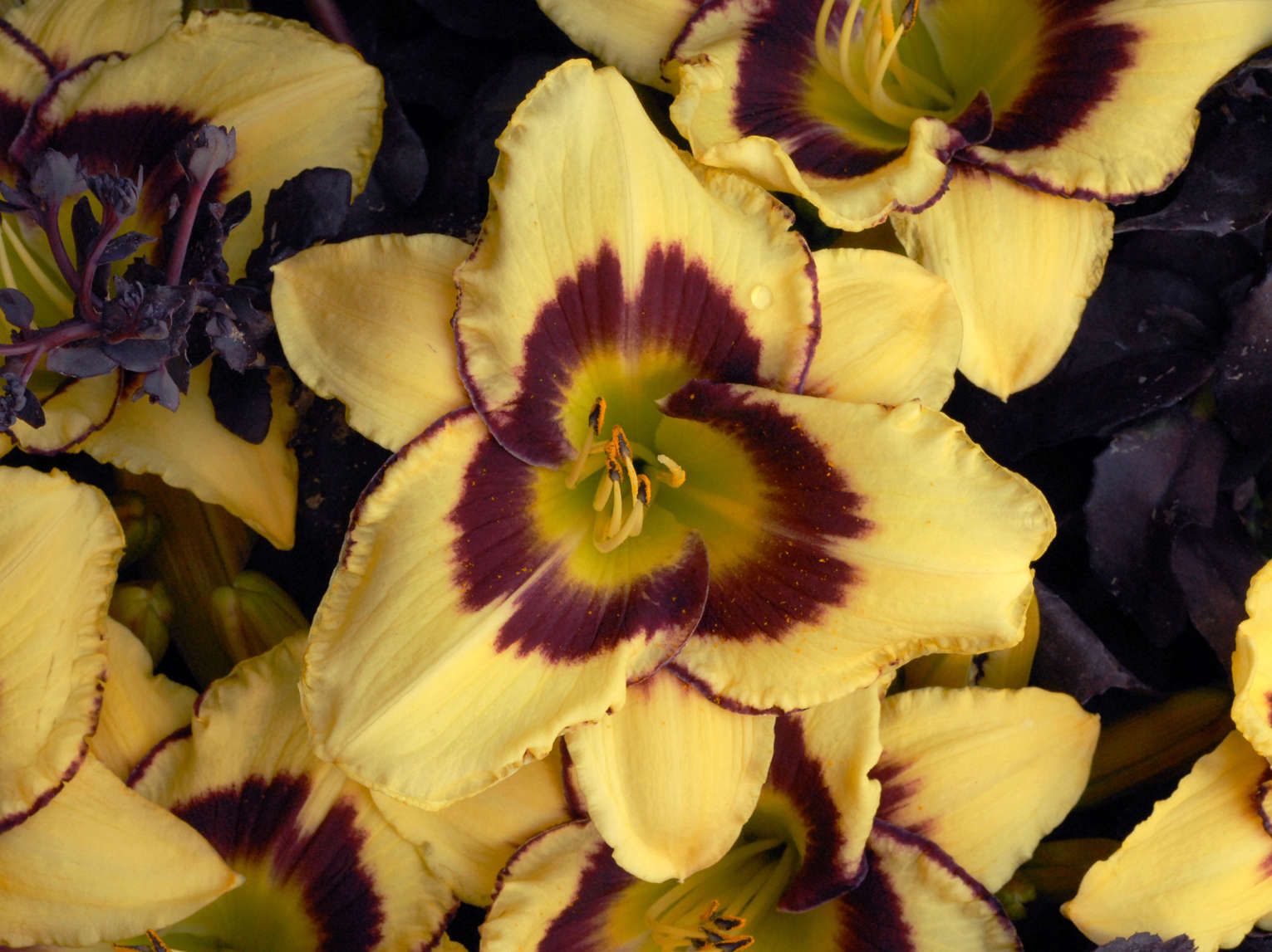 Old v. New – The Benefits of Modern Daylily Hybrids