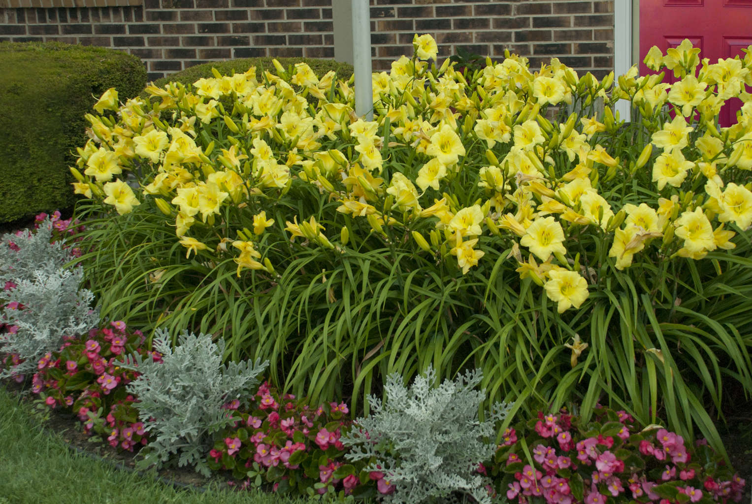 Hemerocallis RAINBOW RHYTHM® 'Going Bananas' PP17164