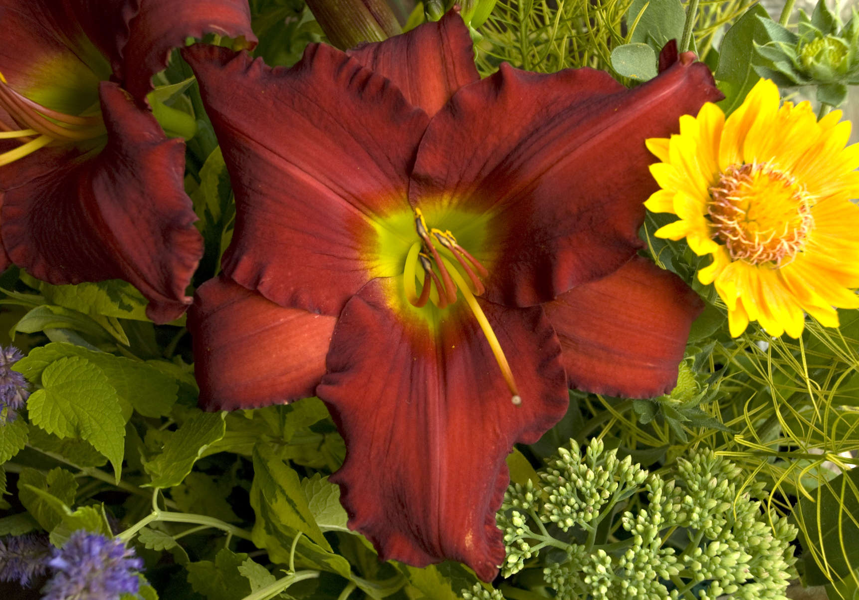 Hemerocallis 'Red Razzmatazz'