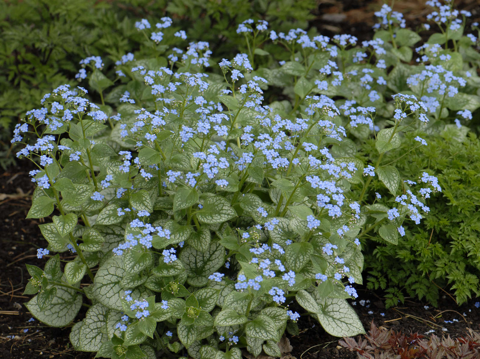 Brunnera <i>macrophylla</i> 'Jack Frost' PP13859