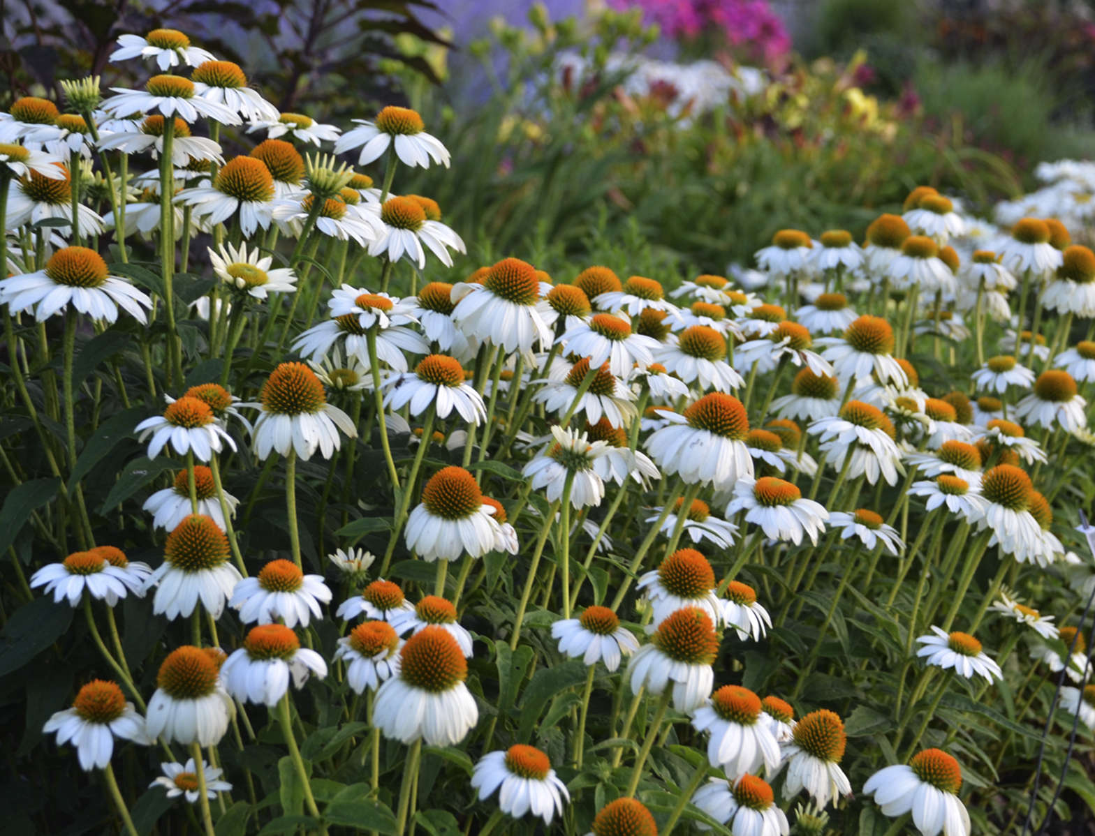 Echinacea <i>purpurea</i> 'PowWow White'