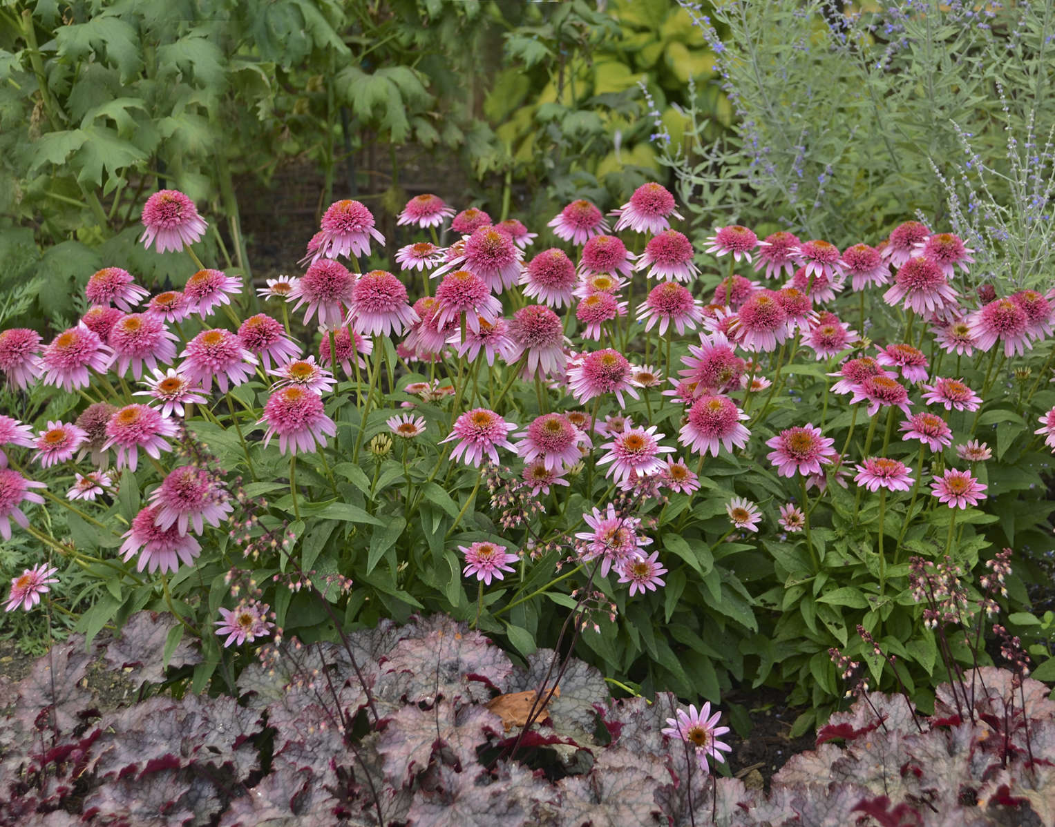 Echinacea <i>purpurea</i> 'Butterfly Kisses' PP24458