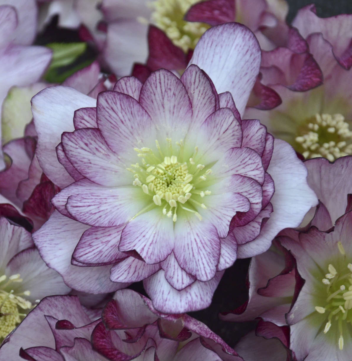 Helleborus 'Blushing Bridesmaid'