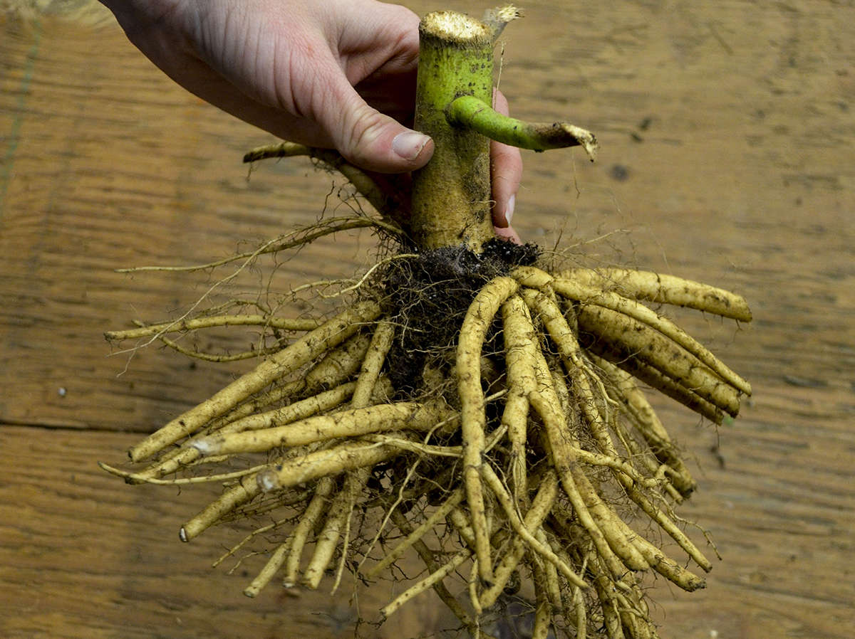 Succeeding with Bare Root Hibiscus