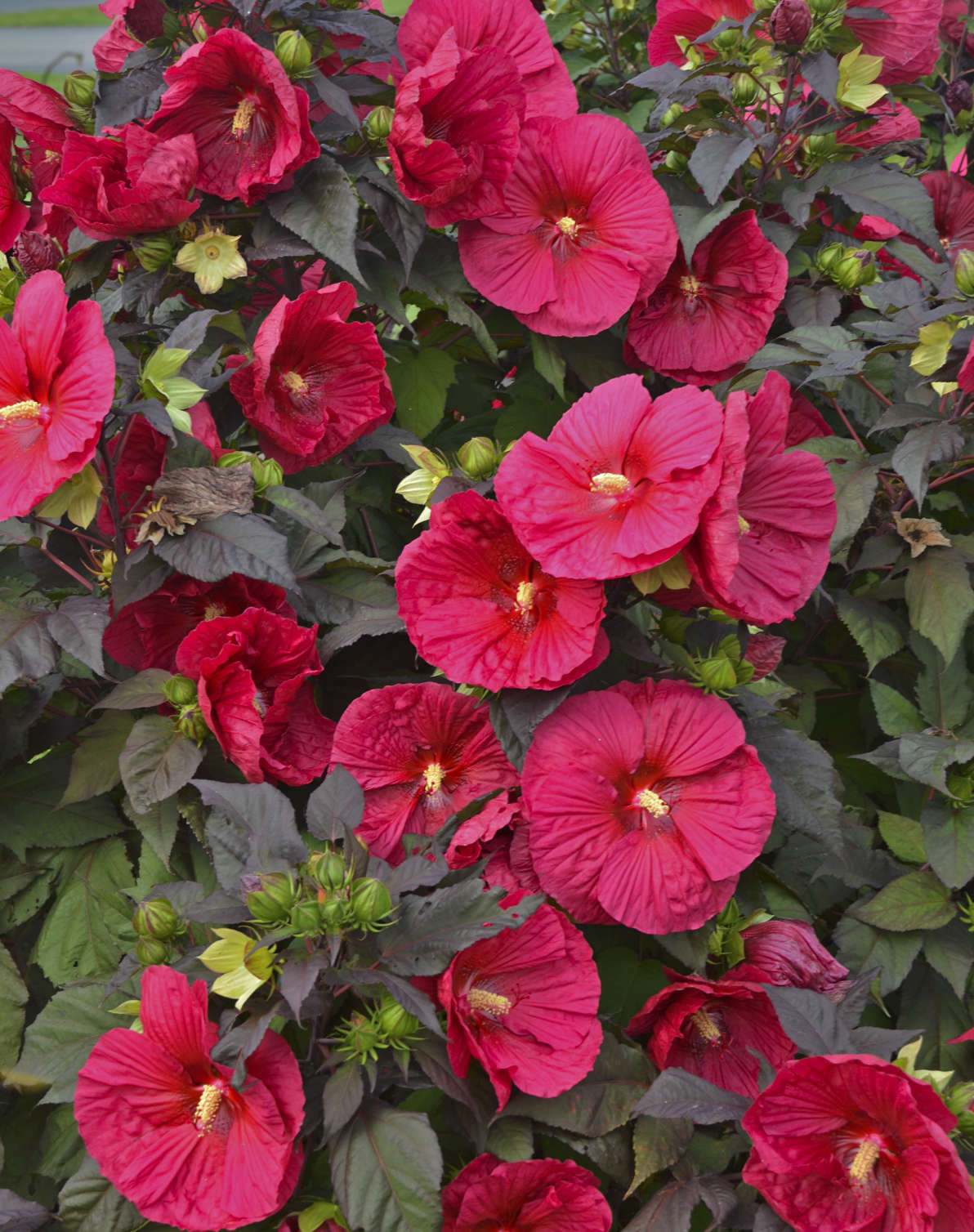 Hibiscus 'Mars Madness'